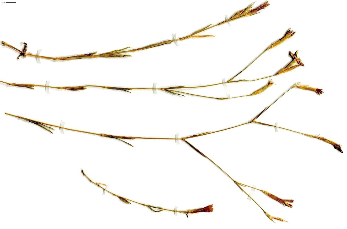 Dianthus deltoides (Caryophyllaceae)